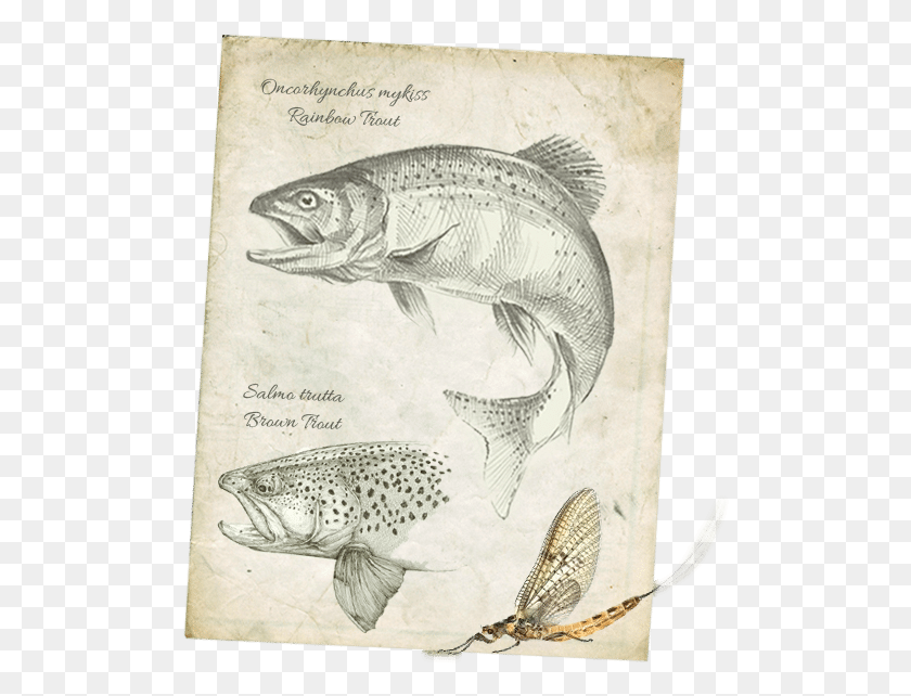 504x582 In 1980 Some Provincial Conservation Organizations Trout, Animal, Fish, Bird HD PNG Download
