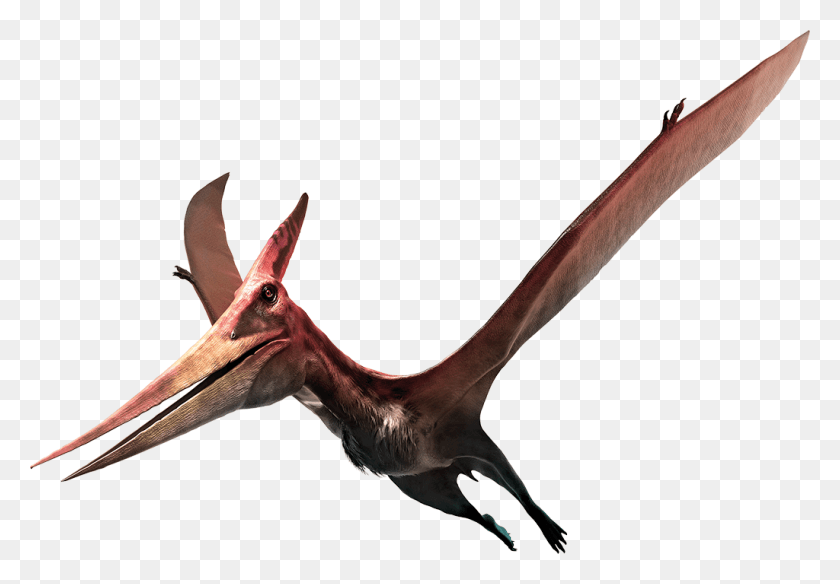 1024x689 In A Separate Room Created Together With The Museum Pteranodon Shutterstock, Animal, Beak, Bird HD PNG Download