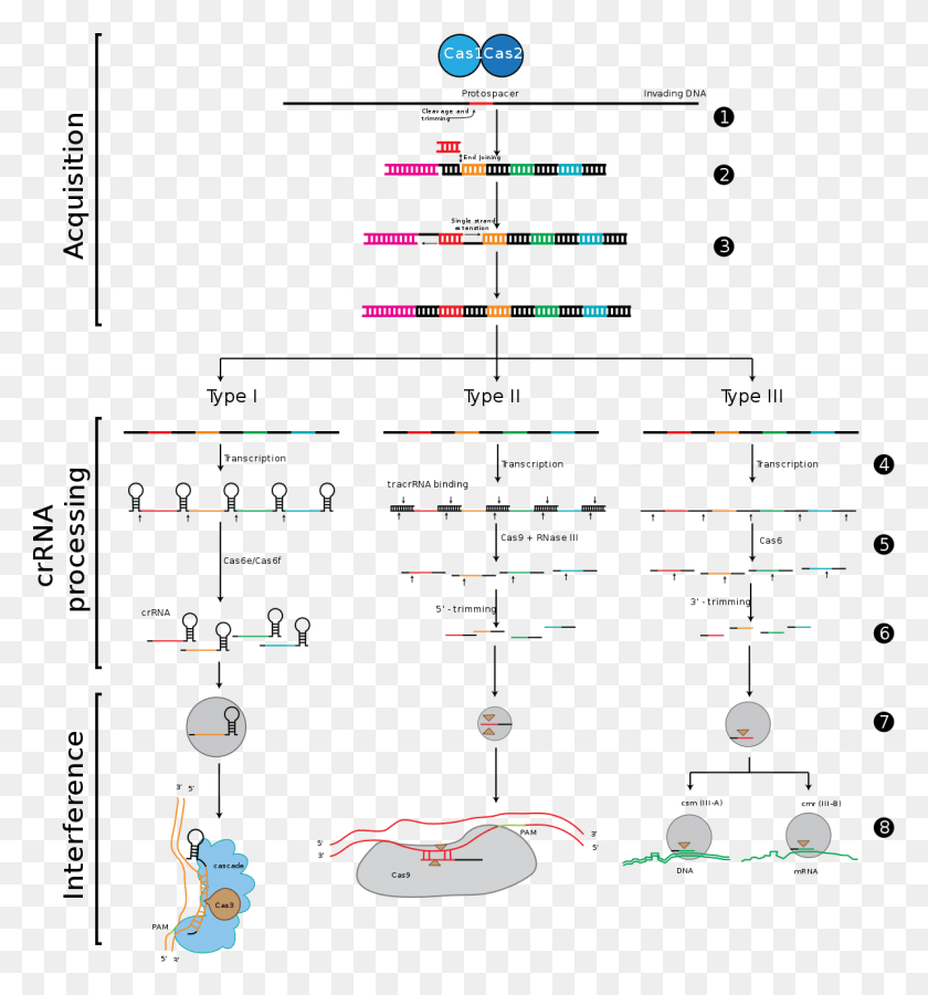 1196x1288 In Addition Cas9 Has Already Been Used In Human Trials Crispr Types, Pac Man, Scoreboard HD PNG Download