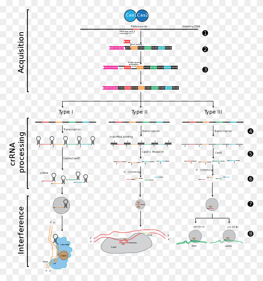 1196x1288 Вдобавок Cas9 Уже Использовался В Испытаниях На Людях Crispr Types, Pac Man, Scoreboard Hd Png Download