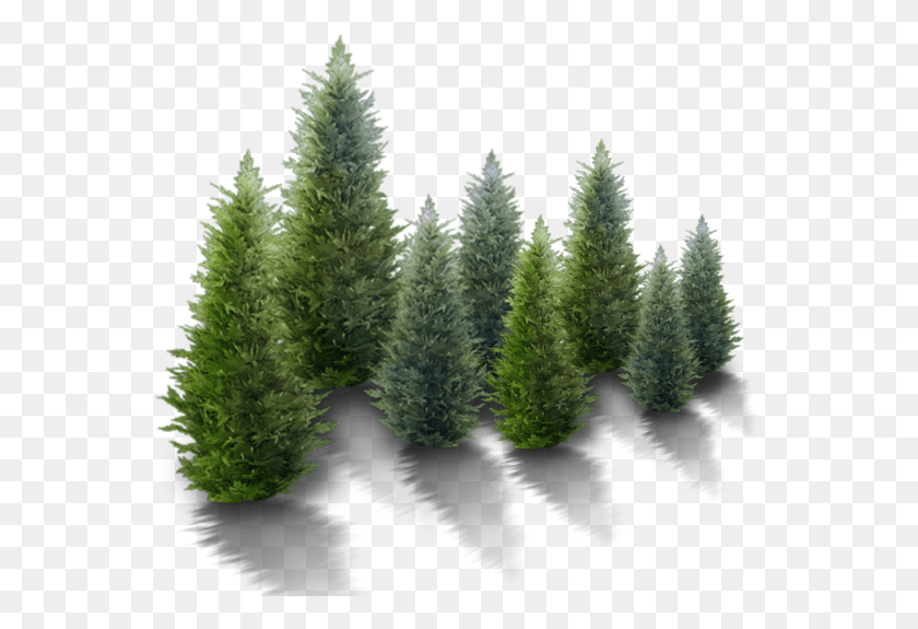 557x515 In Botany An Evergreen Plant Grows Leaves Throughout Free Snowy Trees, Tree, Pine, Ornament HD PNG Download