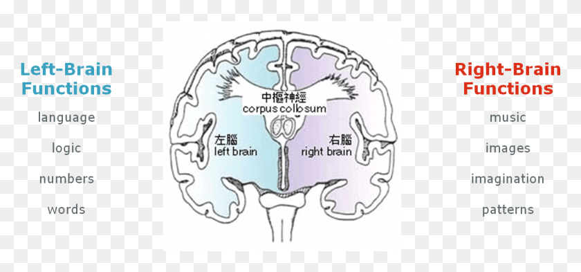 1229x525 In Fact They Use The Right Brain Subconsciously More Left And Right Brain Functions Diagram, Flyer, Poster, Paper HD PNG Download
