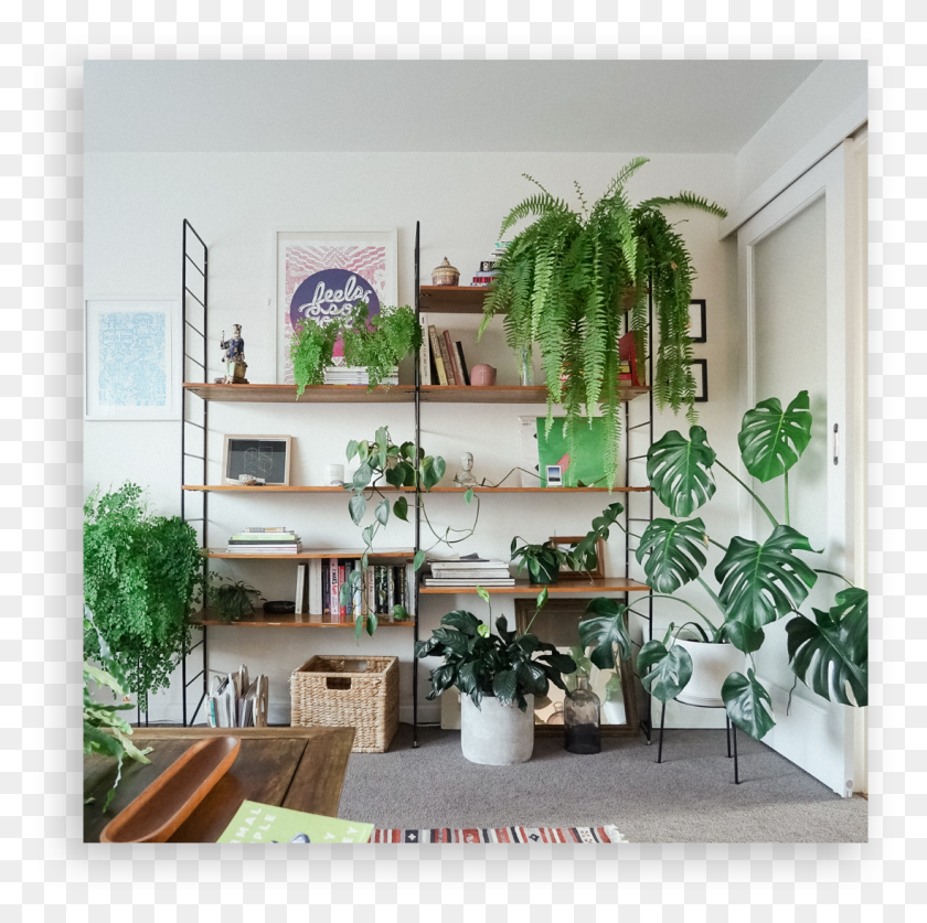 1097x1094 In Part I Of Becki39s Indoor Plant Guide It39s All About, Furniture, Shelf, Potted Plant HD PNG Download