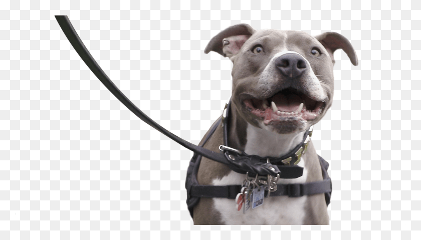 1167x628 In Support Plastics Make It Possible Partnered With Pitbull On Leash, Bulldog, Dog, Pet HD PNG Download