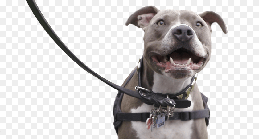 1167x628 In Support Plastics Make It Possible Partnered With Pitbull On Leash, Accessories, Strap, Animal, Canine Clipart PNG