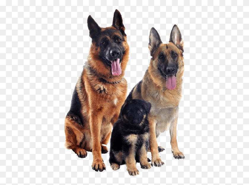 409x565 In The Ear Canal Bringing Benefit To The Strengthening Full Bred German Shepherds, German Shepherd, Dog, Pet HD PNG Download