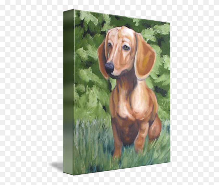 481x650 In The Grass Dachshund, Hound, Dog, Pet HD PNG Download