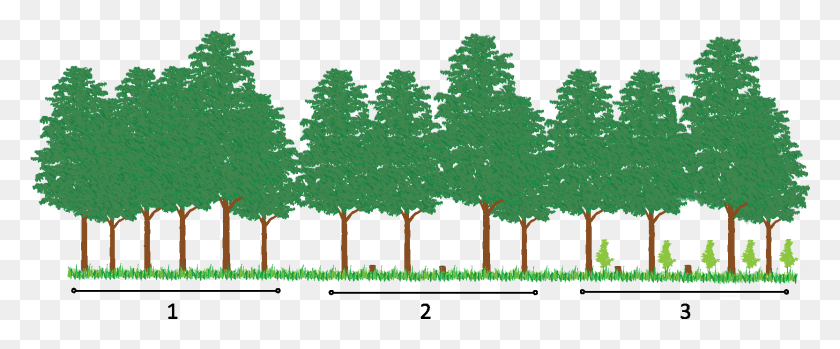 1665x618 In This Harvest Method The Malformed And Suppressed Grass, Tree, Plant, Conifer HD PNG Download