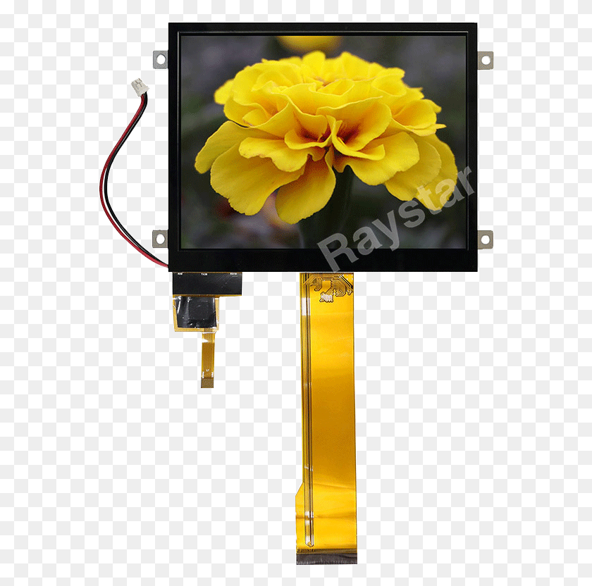 562x772 Inch Active Pacp Tft Display Пион, Растение, Цветок, Цветение Png Скачать