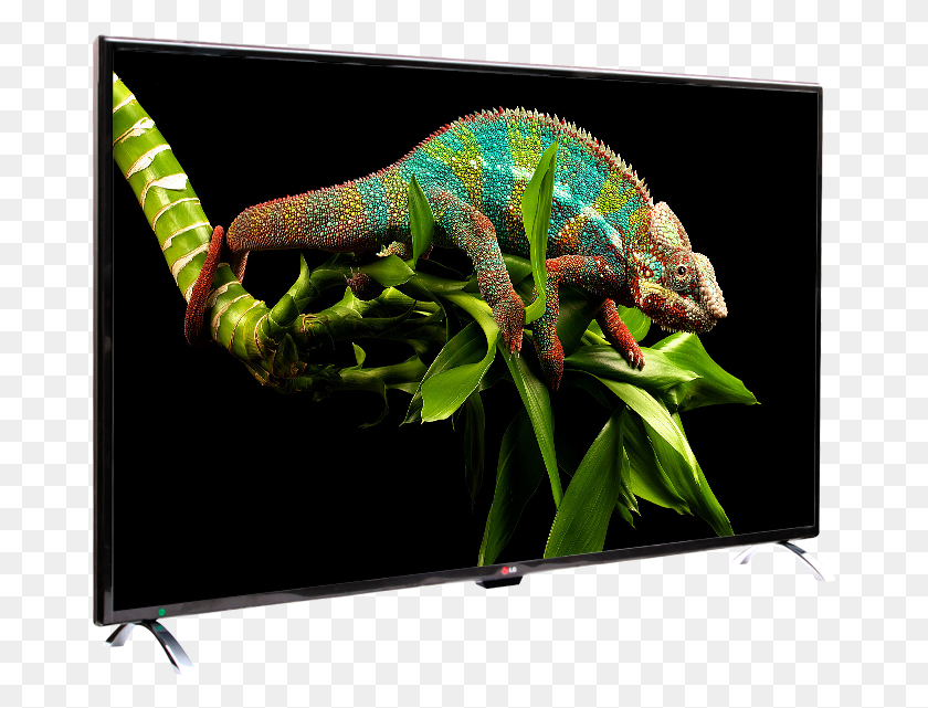 673x581 Inch Ultra Wide Lcd Flat Led 3d Smart Tv Panther Chameleon Climbing, Lizard, Reptile, Animal HD PNG Download