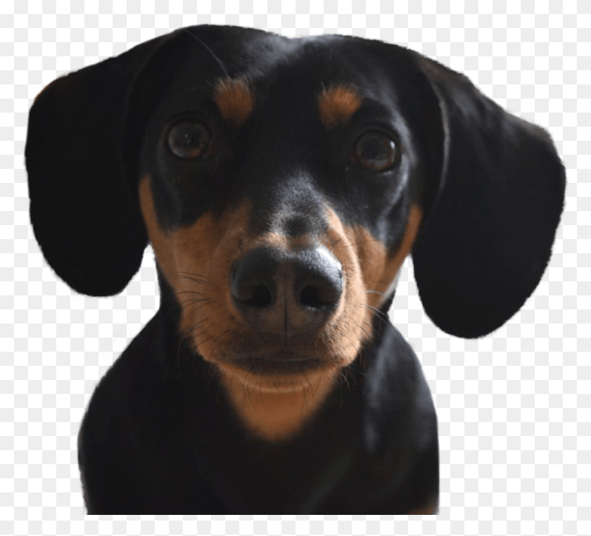 797x718 Includes A Lovely Accessory And Two Treatsjust 12 Dachshund, Dog, Pet, Canine HD PNG Download