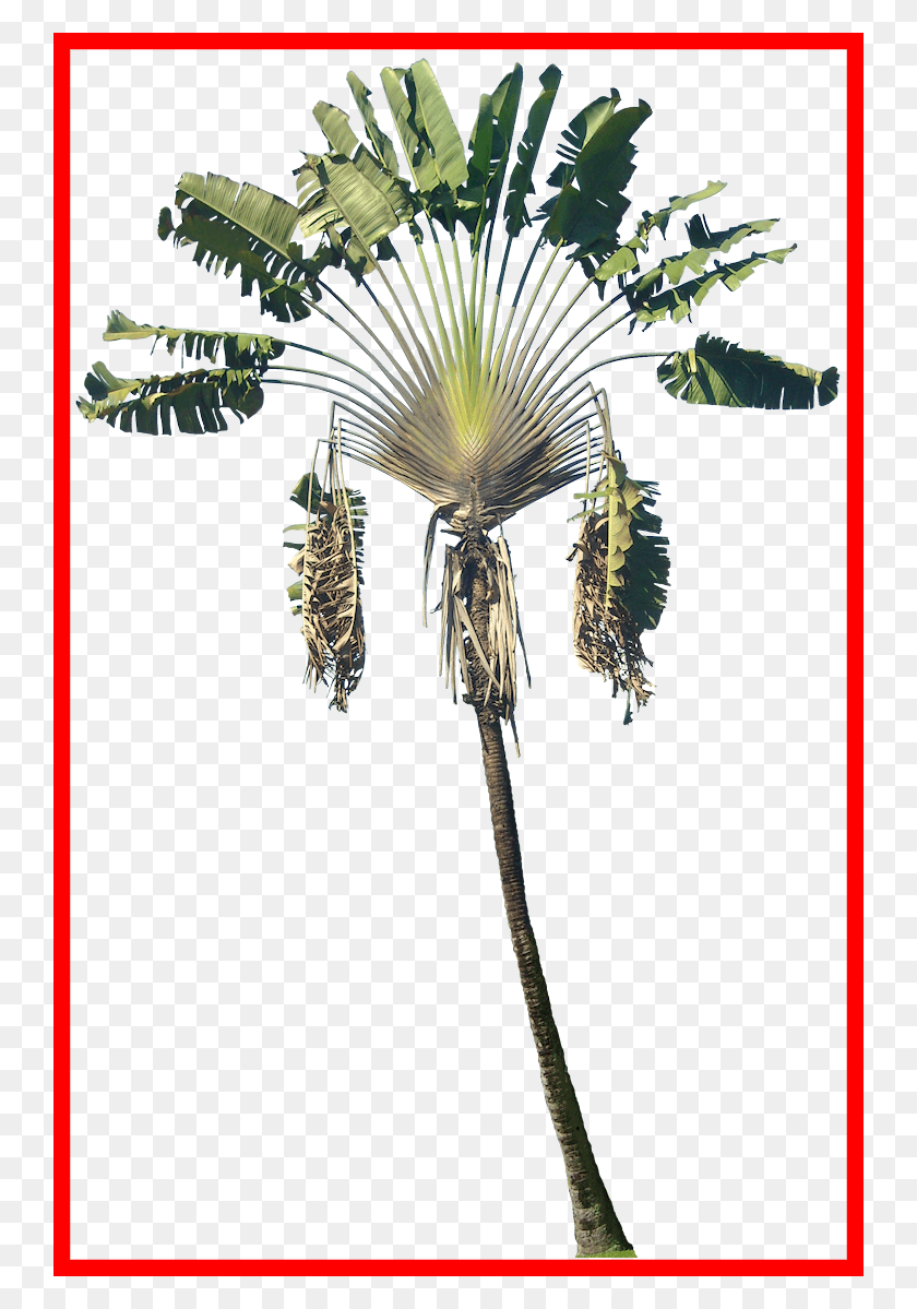 742x1139 Incredible Ravenala Tree Cut Out Cambodian Plants Passion Flower, Plant, Palm Tree, Arecaceae HD PNG Download
