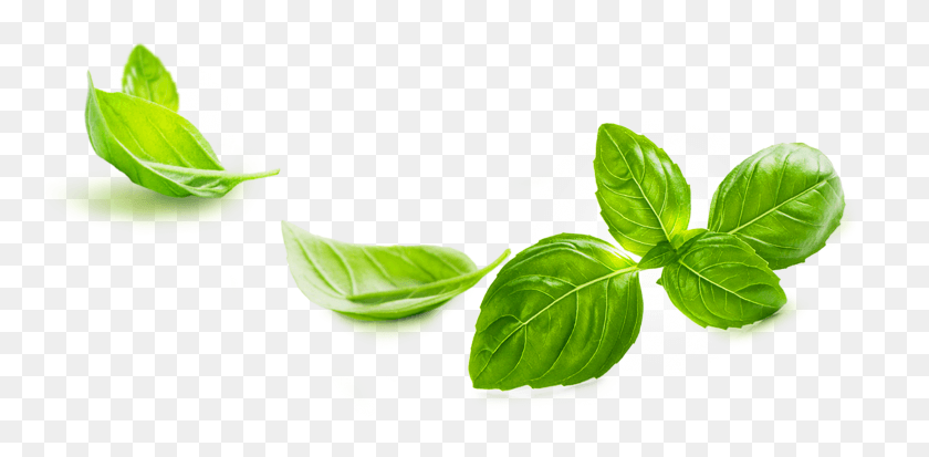 1729x784 Indeed Basil Is Well Known For Its Anti Inflammatory Basil, Leaf, Plant, Vase HD PNG Download