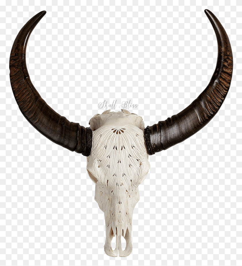 853x942 Indian Buffalo Skull, Longhorn, Cattle, Mammal HD PNG Download