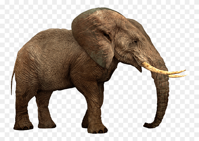 751x537 Indian Elephant, Wildlife, Mammal, Animal HD PNG Download
