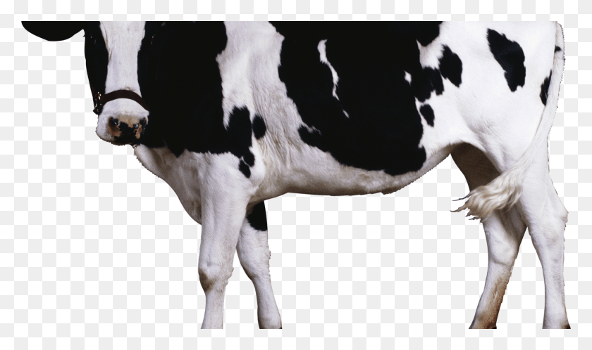 1366x768 Индийская Коза, Корова, Крупный Рогатый Скот, Млекопитающее Hd Png Скачать