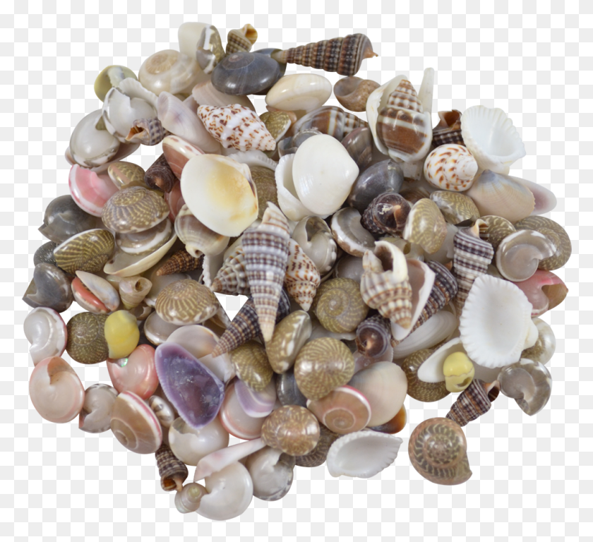 996x905 Indian Mix Assorted Craft Seashells Tiny Up To Shell, Egg, Food, Sea Life HD PNG Download