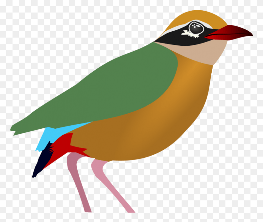 791x659 Indian Pitta Penguin, Finch, Bird, Animal HD PNG Download