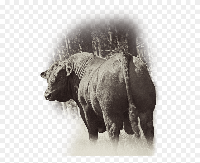 530x623 Индийский Носорог, Бык, Млекопитающее, Животное Hd Png Скачать