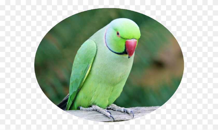 578x441 Индийский Кольцевой Попугай Взрослые Зеленые Фото Попугаев, Птица, Животное, Попугай Hd Png Скачать