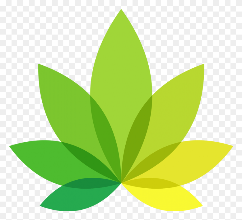 828x748 Indica, Leaf, Plant, Pottery HD PNG Download