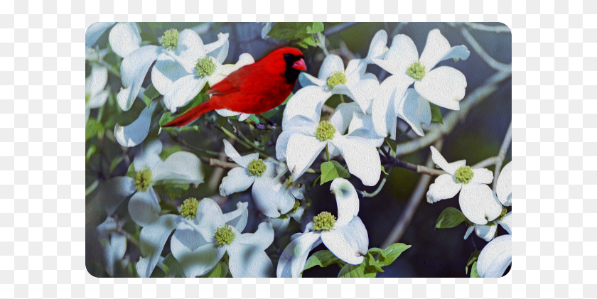 601x361 Indigo Bunting, Bird, Animal, Plant HD PNG Download