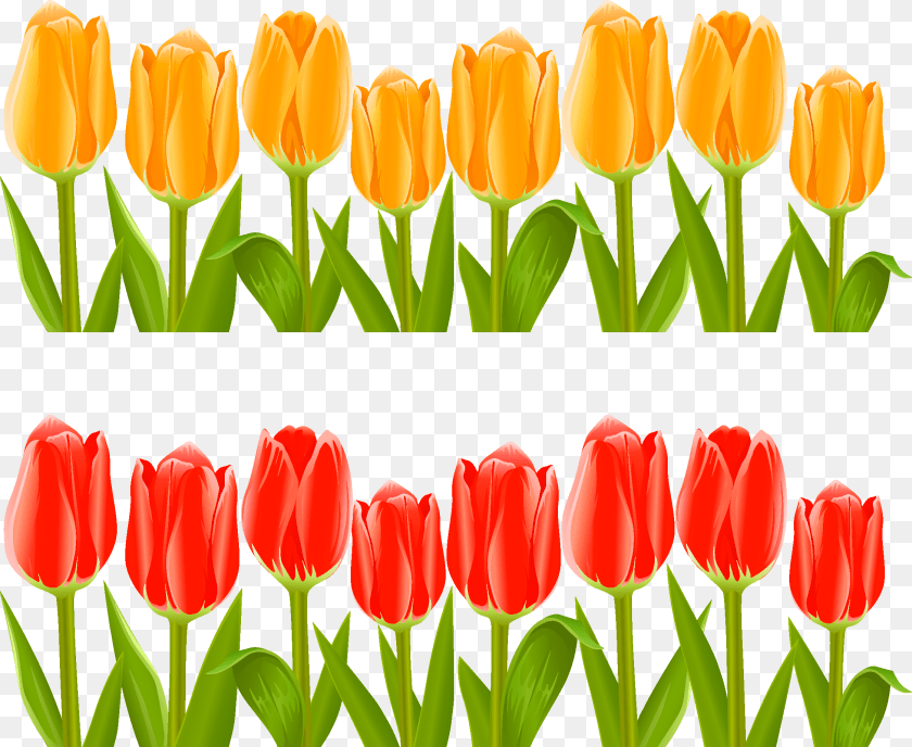 2244x1839 Indira Gandhi Memorial Tulip Garden Flower Clip Art Clip Art Of Tulips, Plant Clipart PNG