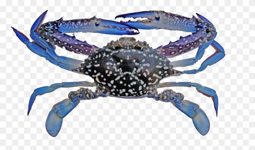 769x434 Indonesian Blue Swimming Crab Fishery Improvement Project Blue Swimming Crab, Seafood, Sea Life, Food HD PNG Download