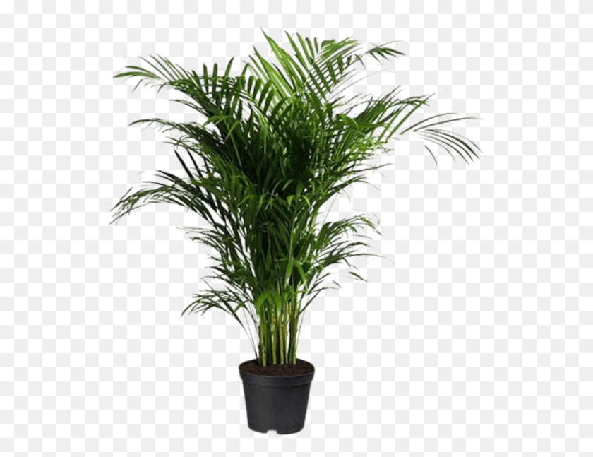 539x587 Indoor Palm Tree Areca Palm, Plant, Tree, Arecaceae HD PNG Download