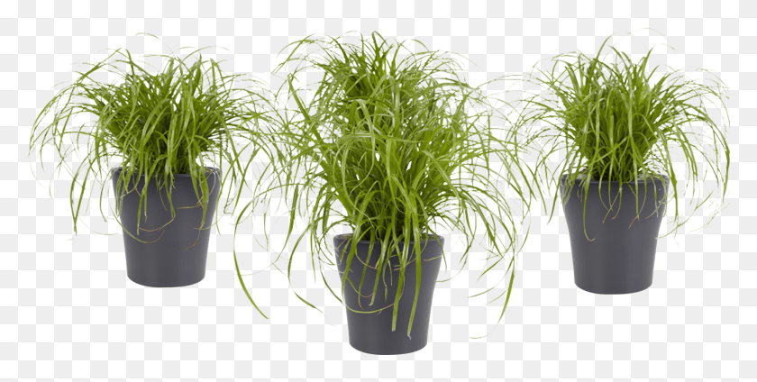 2465x1153 Indoor Plant Cyperus Alternifolius Zumula, Vase, Jar, Pottery HD PNG Download