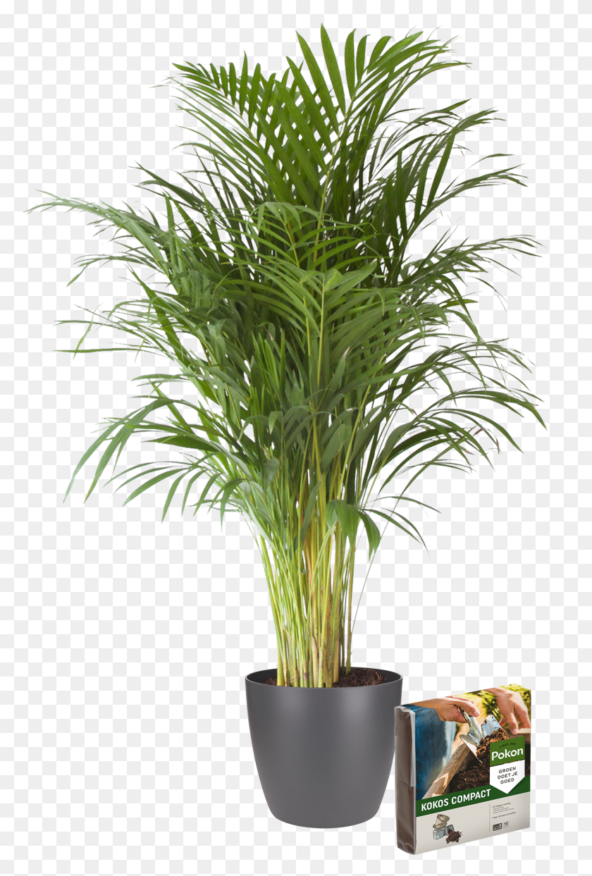 1215x1843 Комнатное Растение Goldpalm Kamerplant, Дерево, Пальма, Arecaceae Hd Png Скачать