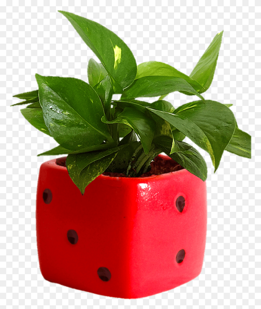 779x932 Indoor Plants, Plant, Leaf, Pot HD PNG Download