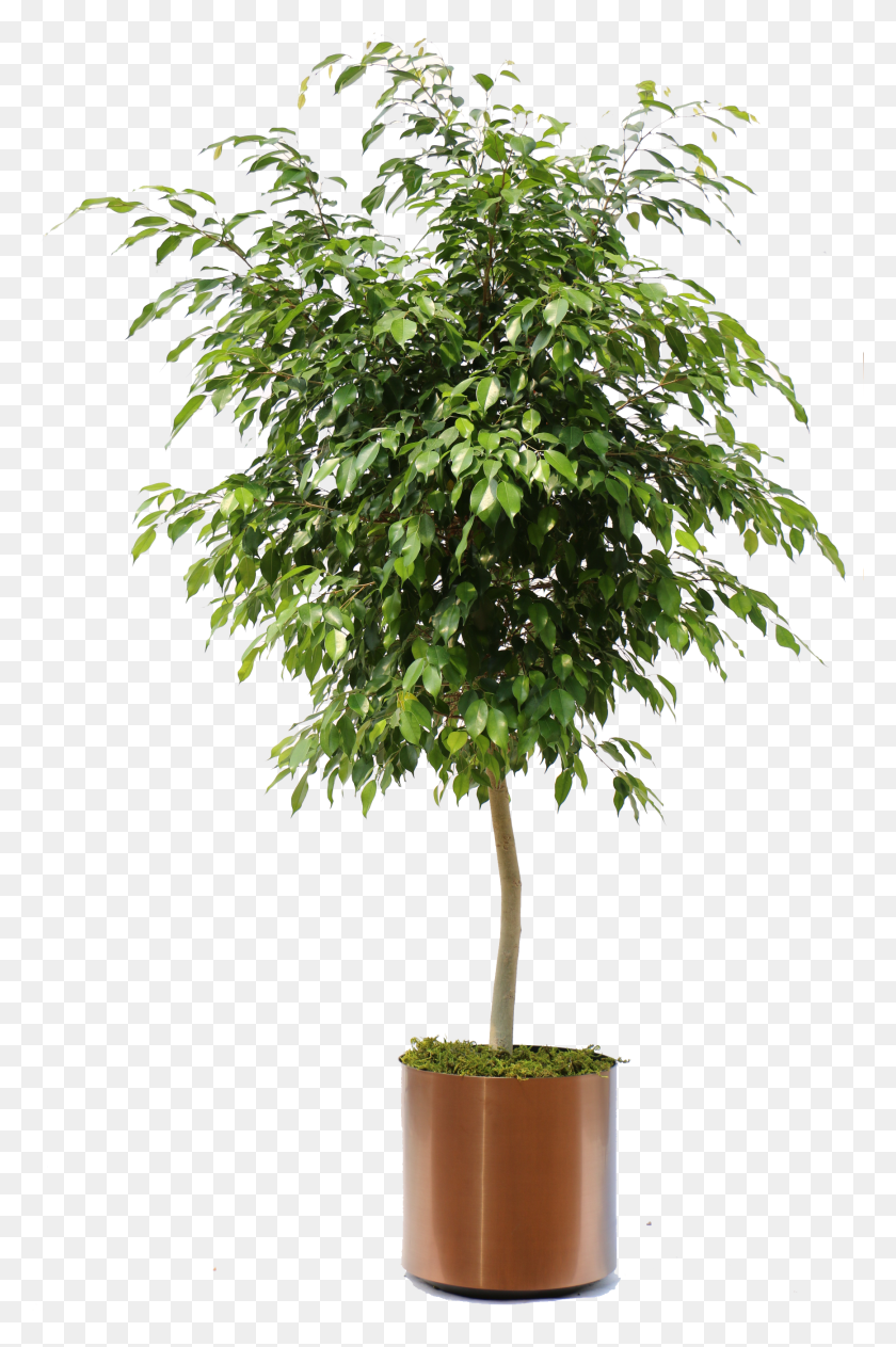 1736x2678 Indoor Plants Top View Indoor Plants Top View Ficus Bonsai, Tree, Plant, Maple HD PNG Download