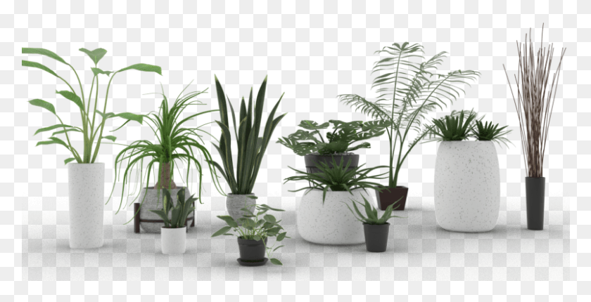 801x380 Комнатные Прозрачные Растения, Растение, Папоротник, Цветок Hd Png Скачать