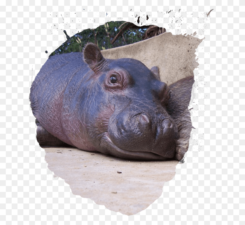 645x714 Infant Hippopotamus, Pig, Mammal, Animal HD PNG Download