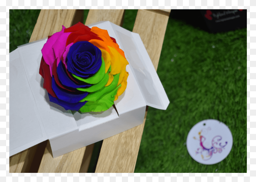 1644x1135 Infinity Of Love Rose Rainbow Rose, Plant, Flower, Blossom HD PNG Download