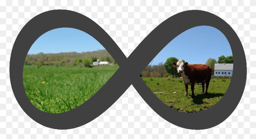 1043x530 Infinityfarms Трава, Корова, Крупный Рогатый Скот, Млекопитающее Hd Png Скачать