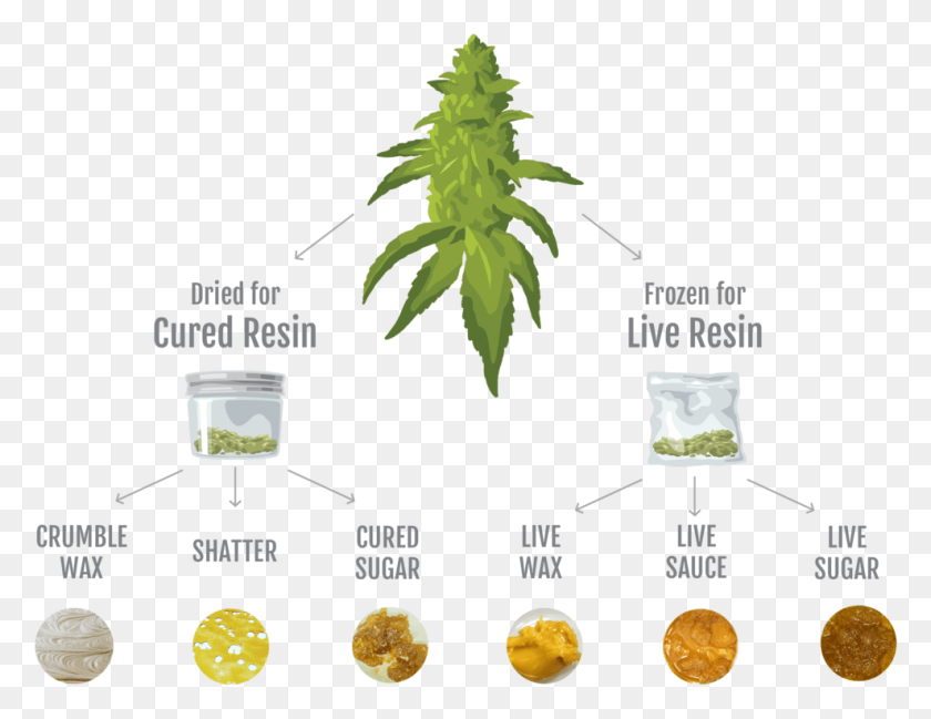 989x748 Infographic Weed Bud Clipart, Plant, Plot, Hemp HD PNG Download