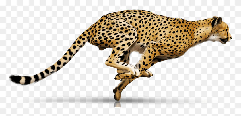 1208x538 Infrastruktur Panel 2 Transparent Cheetah, Wildlife, Mammal, Animal HD PNG Download