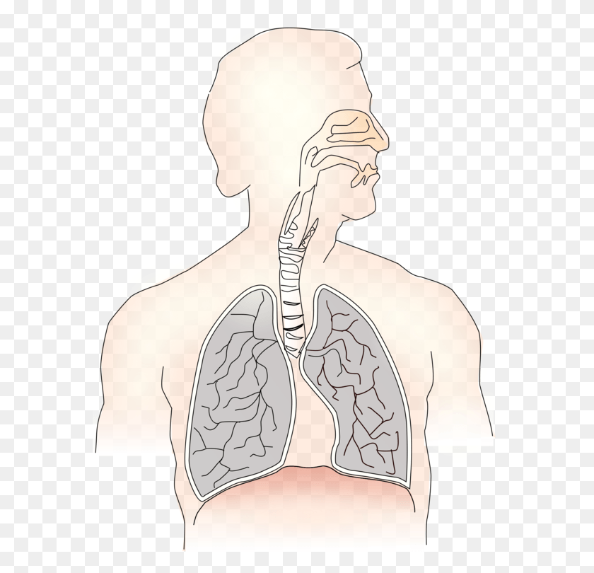 578x750 Descargar Png El Sistema Respiratorio De La Traquea El Pulmón, La Piel, Hombro, Persona Hd Png