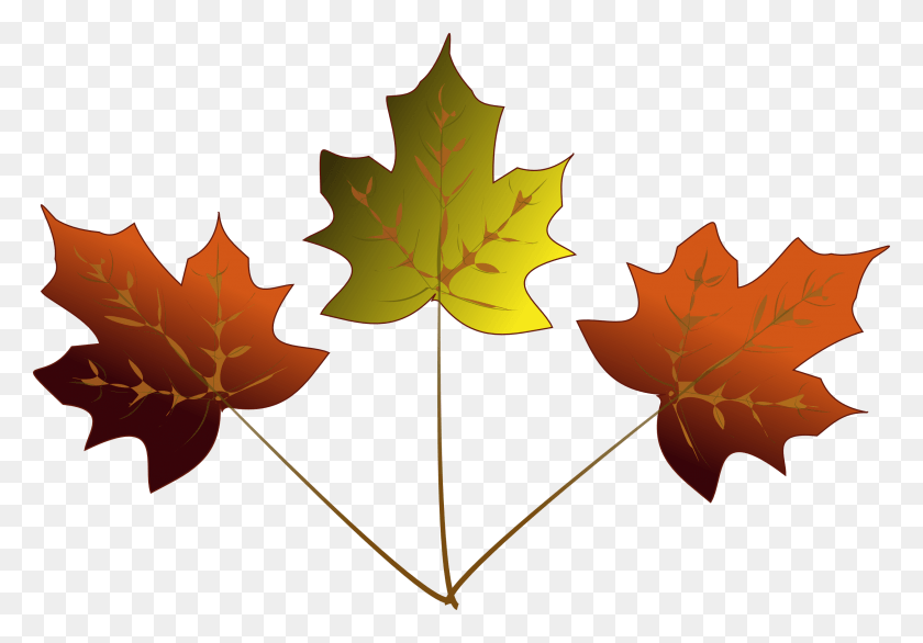 2511x1695 Inkscape Drawing Of 3 Maple Leaves Autumn 3 Maple Leafs Drawing, Leaf, Plant, Tree HD PNG Download
