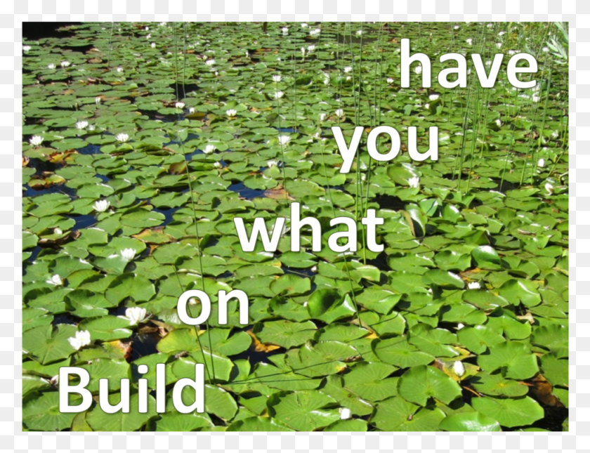 973x730 Innovation Built On What You Already Have Lotus, Plant, Nature, Lily HD PNG Download