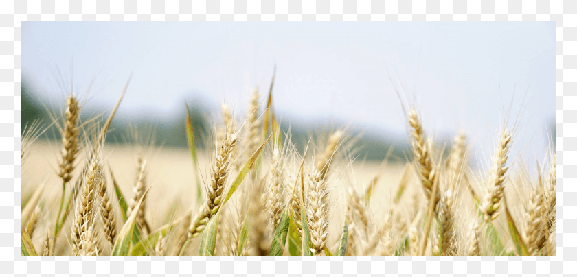 2049x905 Инновационные Блокчейн-Решения Для Глобального Сельскохозяйственного Поля Пшеницы, Растений, Растительности, Зерна Hd Png Скачать