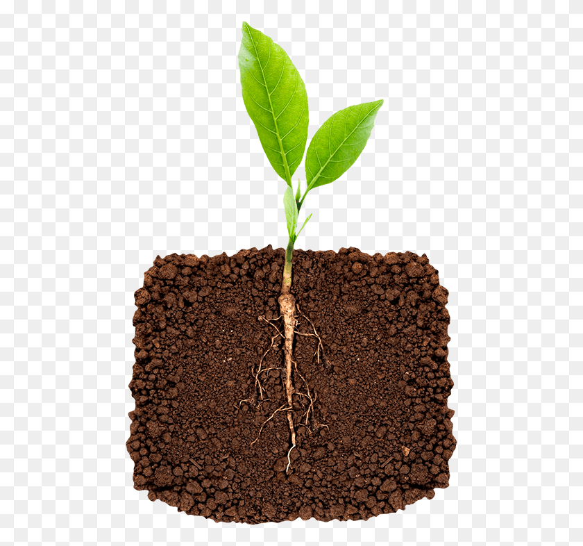 478x726 Inoculate The Soil With Essential Beneficial Microbes Plant Root, Leaf, Sprout, Rug HD PNG Download