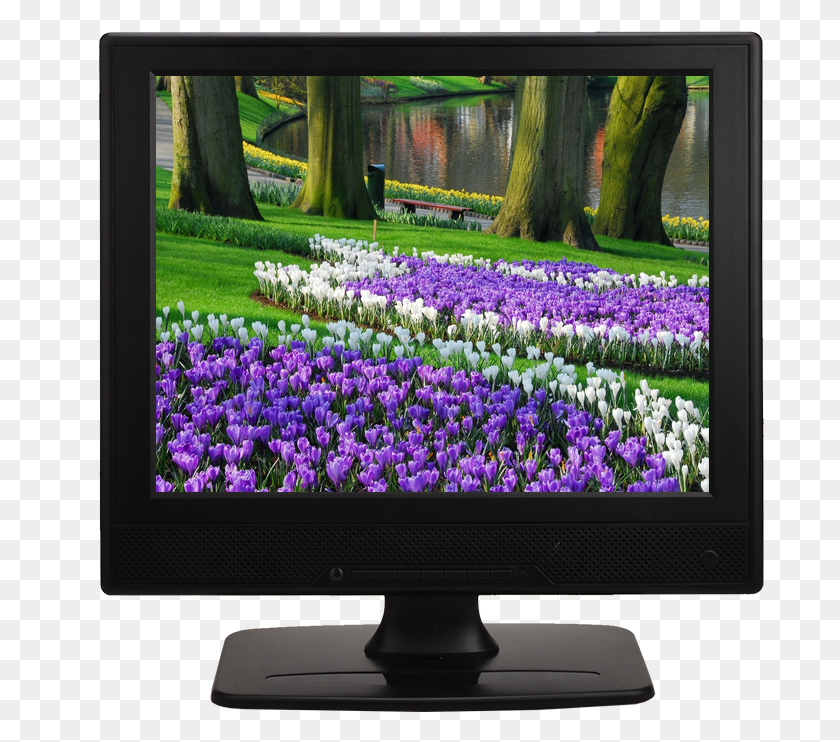 689x682 Input Crocus Keukenhof, Monitor, Screen, Electronics HD PNG Download