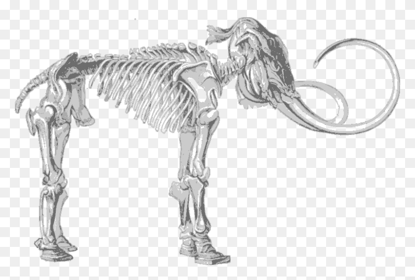 800x521 Скелет Мамонта, Зебра, Дикая Природа, Млекопитающее Hd Png Скачать