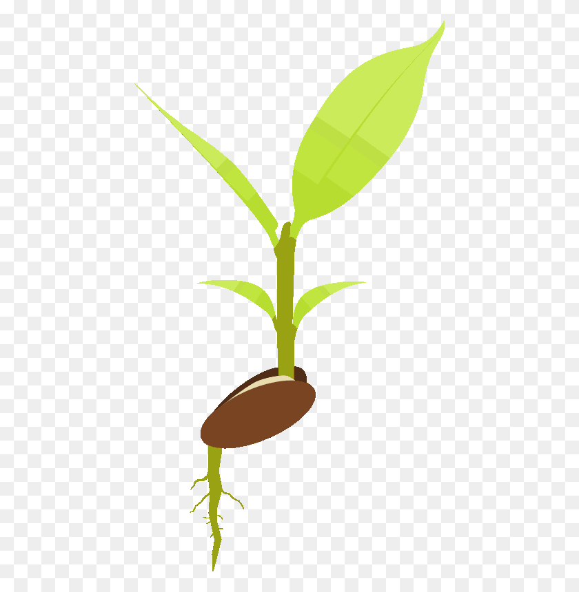 450x800 Input Plant And Root, Leaf, Palm Tree, Tree HD PNG Download