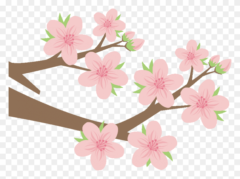 800x584 Input Sakura, Plant, Cherry Blossom, Flower HD PNG Download