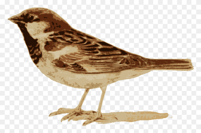 801x510 Input Sparrow, Bird, Animal, Anthus HD PNG Download