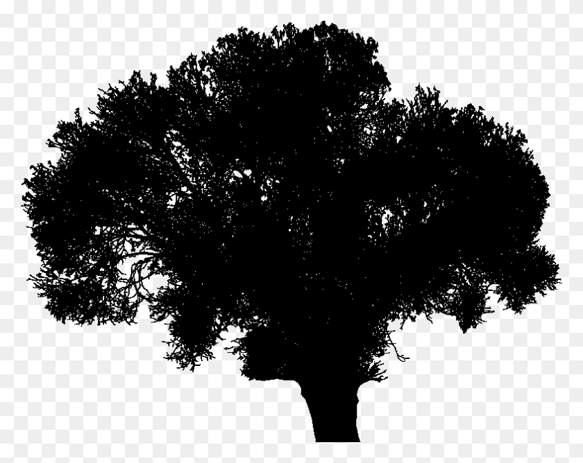 786x613 Input Thick Trunk Tree Silhouette, Gray, World Of Warcraft HD PNG Download